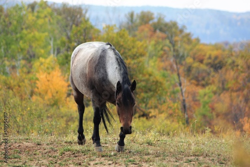 Horses in the Wild with Mountain and Fall landscape