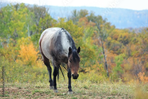 Horses in the Wild with Mountain and Fall landscape