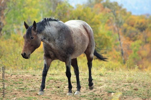 Horses in the Wild with Mountain and Fall landscape