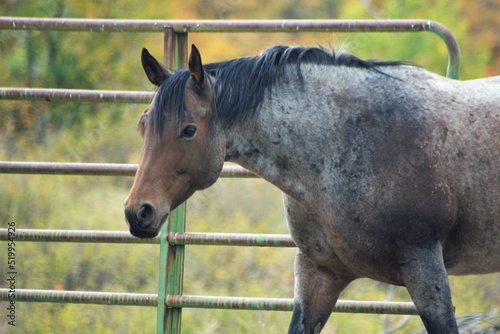 Horses in the Wild with Mountain and Fall landscape