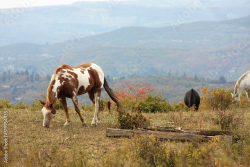 Horses in the Wild with Mountain and Fall landscape