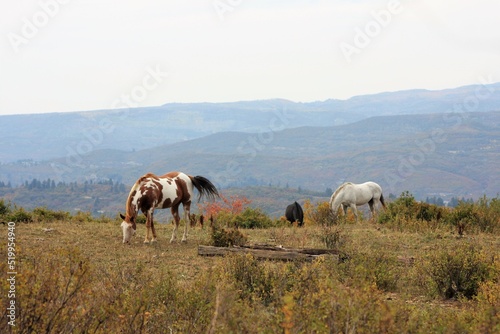 Horses in the Wild with Mountain and Fall landscape