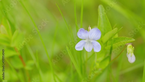 Spring violet flower buds garden also known as european viola odorata. photo