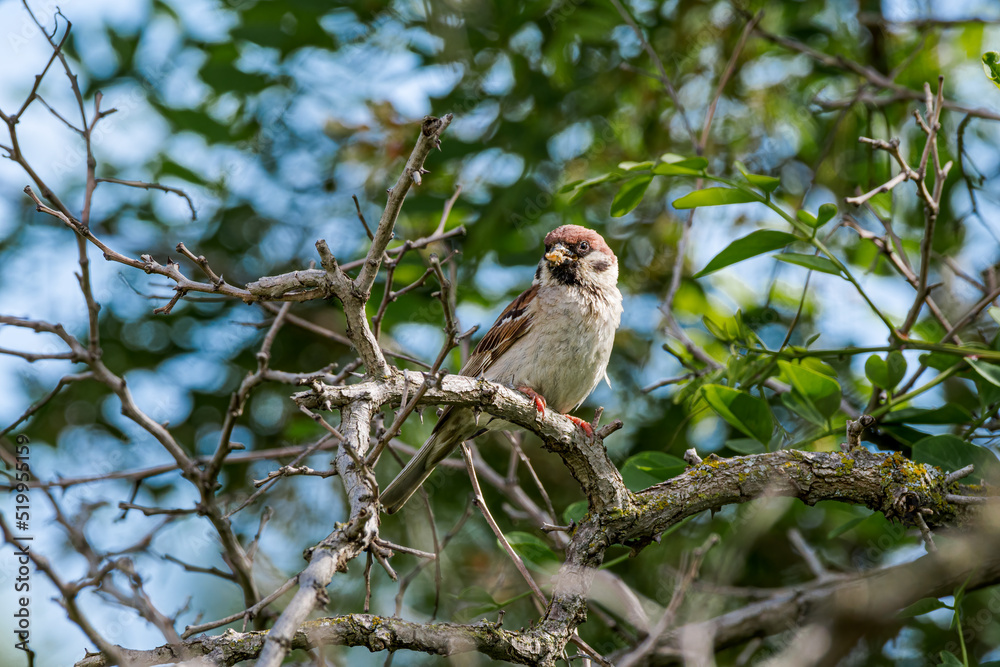Fototapeta premium Tree Sparrow (Passer montanus) in Caucasus, Republic of Dagestan