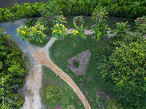 Downward aerial shot of palm trees along a riveres edge in Cairns Queensland photo