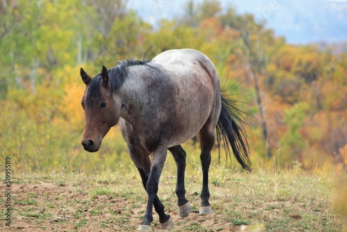 Horses in the Wild with Mountain and Fall landscape