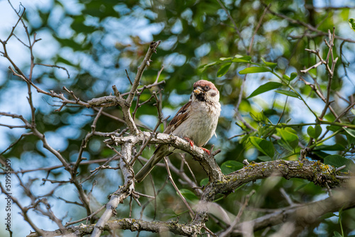 Tree Sparrow (Passer montanus) in Caucasus, Republic of Dagestan