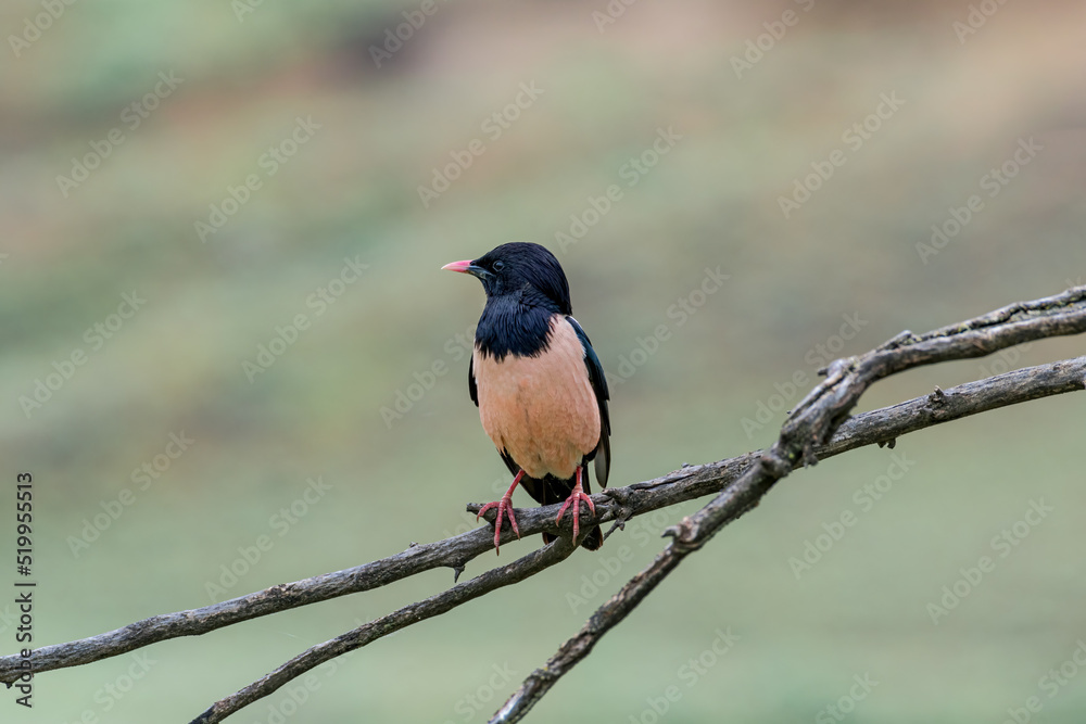 Fototapeta premium Rosy Starling (Pastor roseus) in Caucasus, Republic of Dagestan