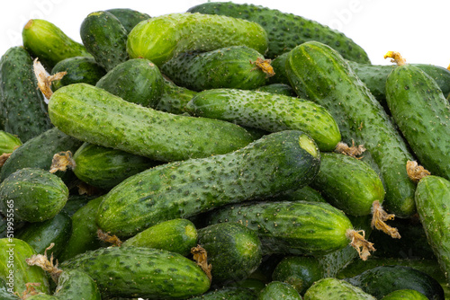 a lot of cucumbers