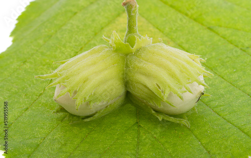 hazel nut on leaf green isolated