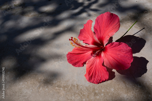Fototapeta Naklejka Na Ścianę i Meble -  Single closeup red hibiscus. Bloomed red china rose, hibiscus flower