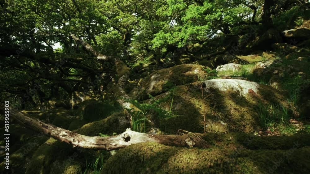 Pan close-up boulders are strewn across the Wistman's woods floor, Dartmoor, Devon, England. Pan close-up boulders are strewn across the Wistman's woods floor, Dartmoor, Devon, England.