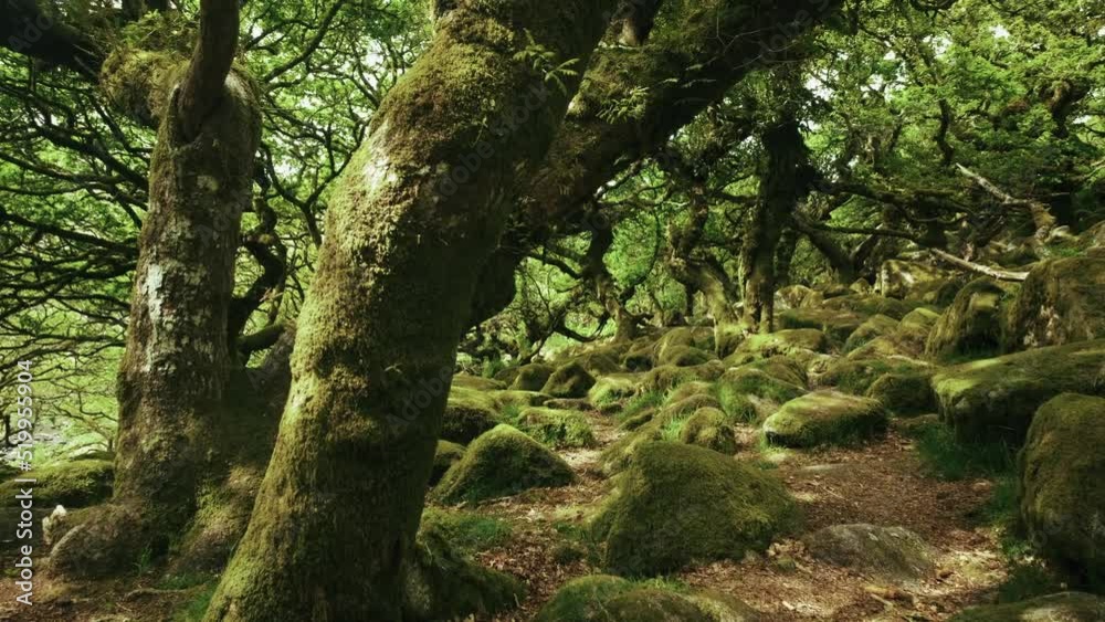 Pan right to left along the footpath in the Wistman's Woods, Dartmoor, Devon, England. Pan right to left along the footpath in the Wistman's Woods, Dartmoor, Devon, England.