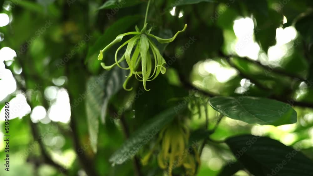Close up flower blowing in the wind. 4k video footage Close up flower blowing in the wind. 4k video footage