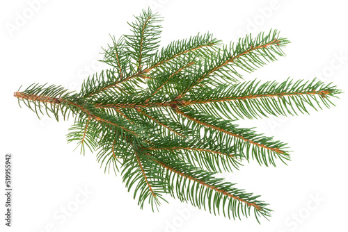 spruce branch isolated
