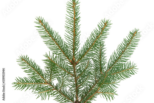 spruce branch isolated