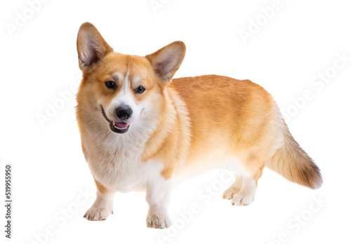 dog welsh corgi pembroke