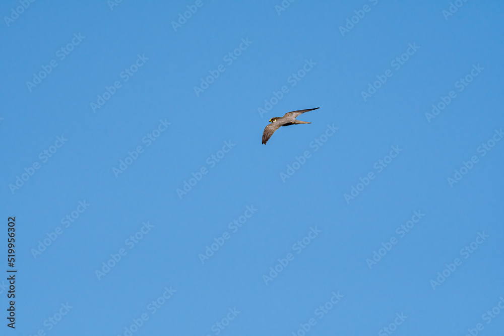 Eurasian Hobby (Falco subbuteo) in Caucasus, Republic of Dagestan Eurasian Hobby (Falco subbuteo) in Caucasus, Republic of Dagestan