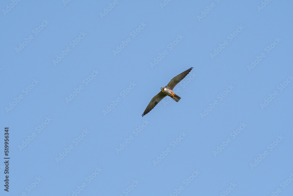 Eurasian Hobby (Falco subbuteo) in Caucasus, Republic of Dagestan Eurasian Hobby (Falco subbuteo) in Caucasus, Republic of Dagestan