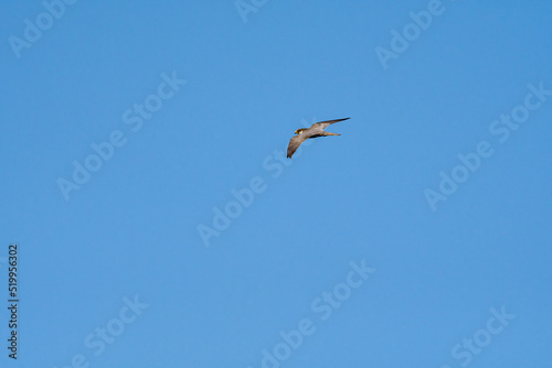 Eurasian Hobby (Falco subbuteo) in Caucasus, Republic of Dagestan