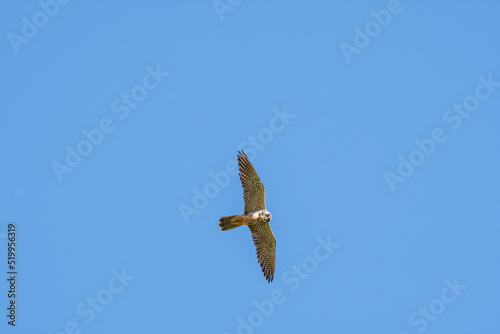 Eurasian Hobby (Falco subbuteo) in Caucasus, Republic of Dagestan photo