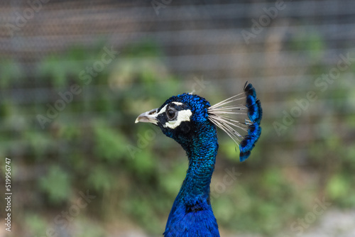 portrait from a colorful peacock