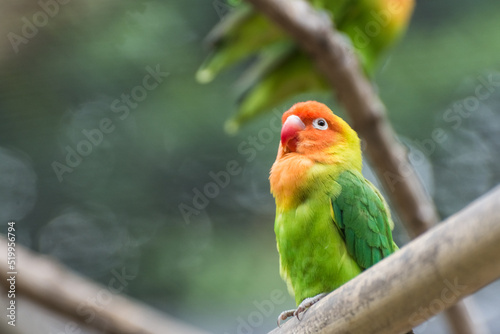 single dear lilians lovebird in the zoo