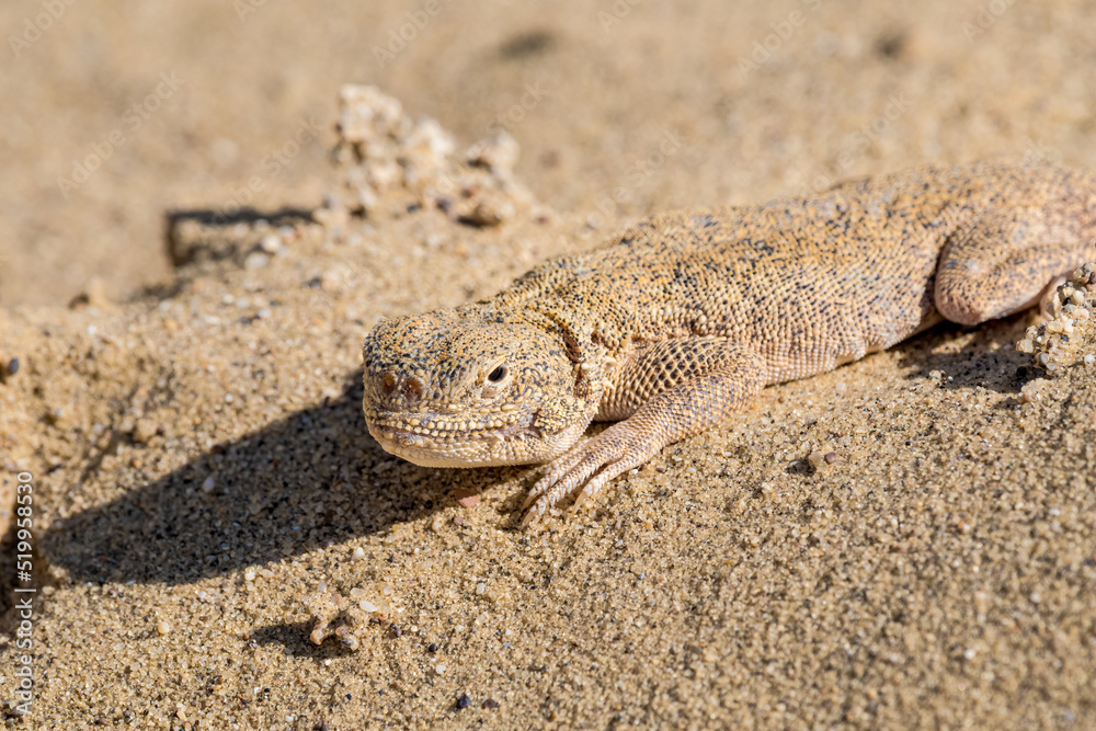 Secret Toadhead Agama (Phrynocephalus mystaceus) on Sarykum dune, Republic of Dagestan, Russia Secret Toadhead Agama (Phrynocephalus mystaceus) on Sarykum dune, Republic of Dagestan, Russia