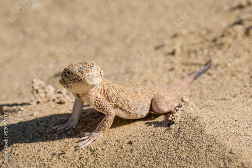 Secret Toadhead Agama  Phrynocephalus mystaceus  on Sarykum dune  Republic of Dagestan  Russia