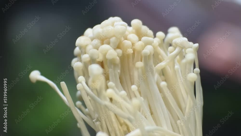 Close-up of porcini mushrooms. Frames of biological mushrooms. Enoki mushroom videos. Fresh enoki mushrooms. Close-up of porcini mushrooms. Frames of biological mushrooms. Enoki mushroom videos. Fresh enoki mushrooms.