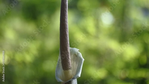 close up of Amorphophallus muelleri blume flower. hd videos of porang photo