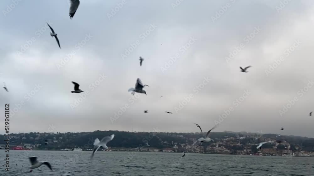 Seagulls fly in the Bosphorus. A flock of hungry seagulls flies in search of food. A flock of seagulls flies near the ferry in Istanbul Seagulls fly in the Bosphorus. A flock of hungry seagulls flies in search of food. A flock of seagulls flies near the ferry in Istanbul