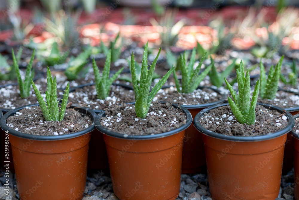 Aloe juvenna tiger tooth plants germinated in pots