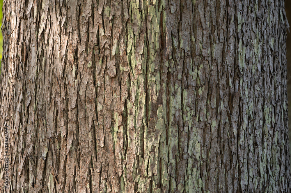  木の樹皮のテクスチャパターン（ラクウショウver.1）