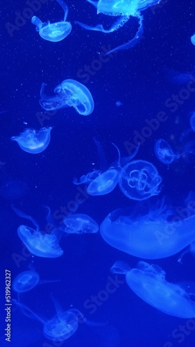 jellyfish in aquarium