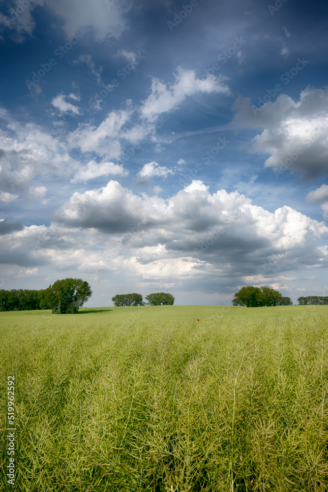 Agricultural field landscape with a clouds in the sunny day Agricultural field landscape with a clouds in the sunny day