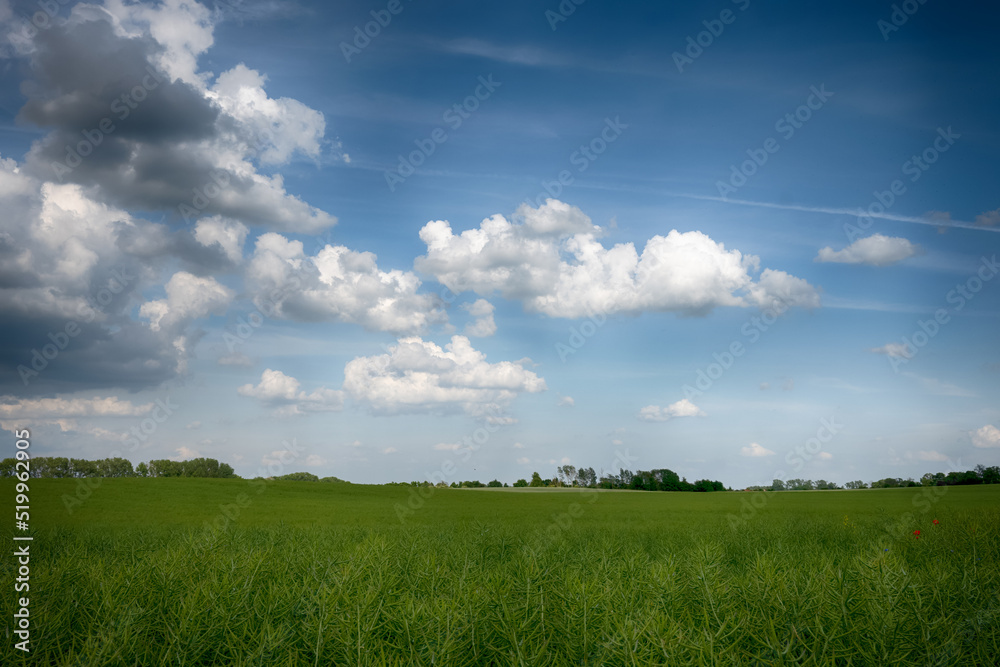 Agricultural field landscape with a clouds in the sunny day Agricultural field landscape with a clouds in the sunny day
