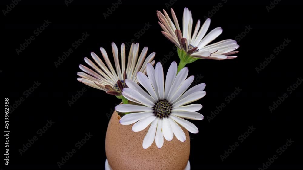 flower in eggshell isolated on white background. Development, care, hope, ecology, new life, birth or revival concept.