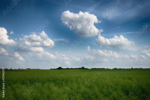 Agricultural field landscape with a clouds in the sunny day