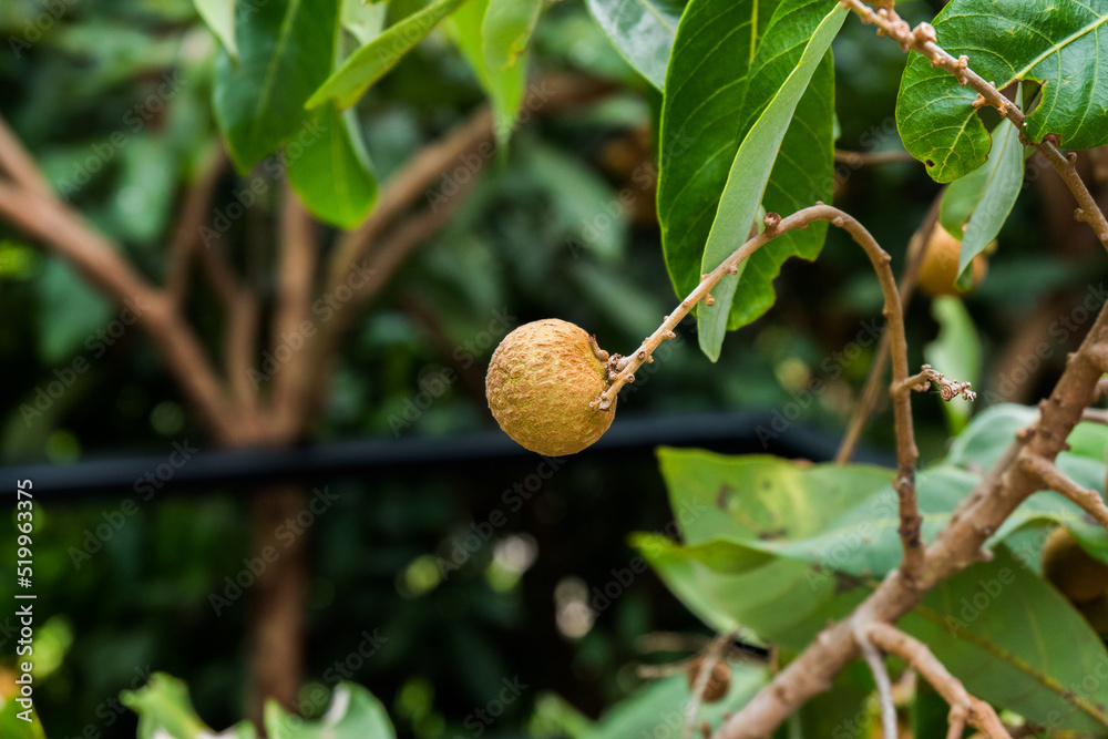 Longan bunch on longan tree,Longan orchards in chiang mai Thailand. Longan bunch on longan tree,Longan orchards in chiang mai Thailand.