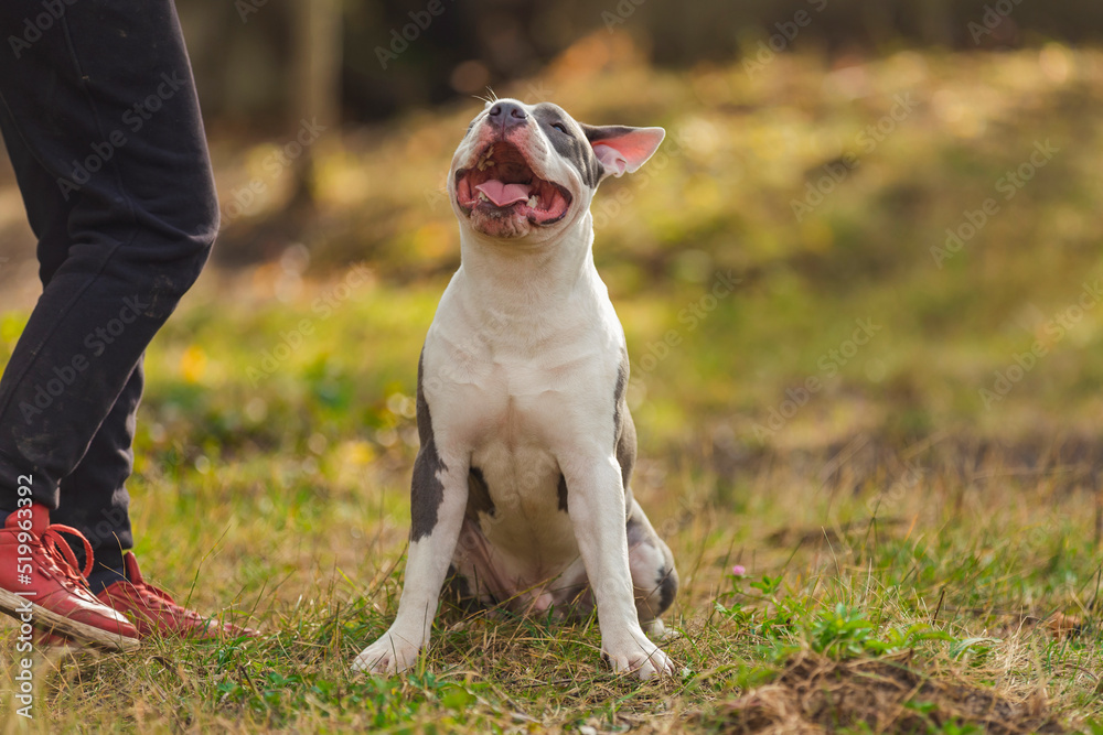 Bull Terrier puppy sits with open mouth on the playground