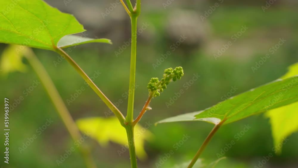 Young embryos of the future grapes close-up with a blurred background. Green unripe grapes in the early morning at sunrise Young embryos of the future grapes close-up with a blurred background. Green unripe grapes in the early morning at sunrise