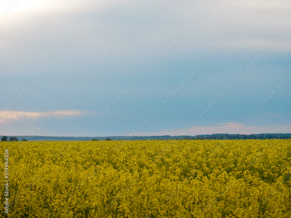 Fototapeta premium Scenic rural landscape with yellow rape. Yellow flower with blue sky.