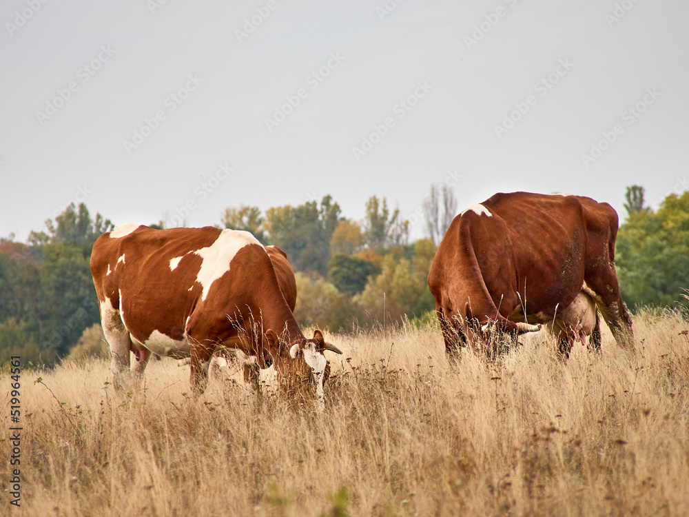 Cows grazing in natural pasture on a cloudy day. Cows grazing in natural pasture on a cloudy day.