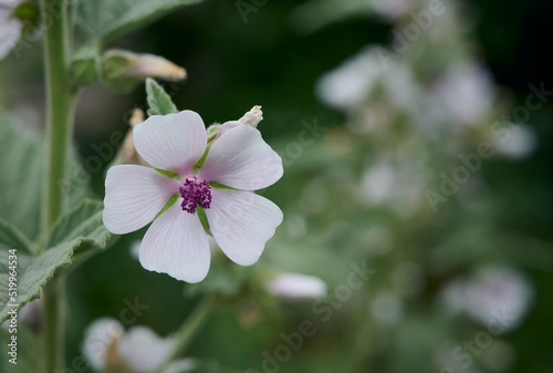 Wild flower Althaea officinalis in the garden.