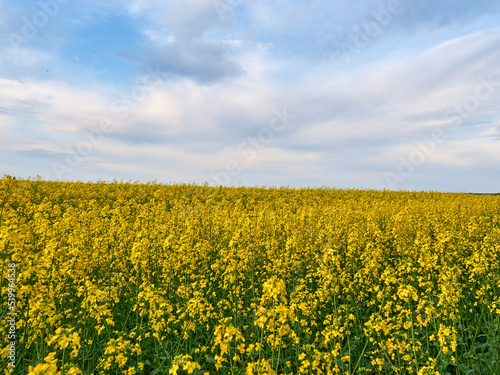 Scenic rural landscape with yellow rape. Yellow flower with blue sky. © Kulbabka