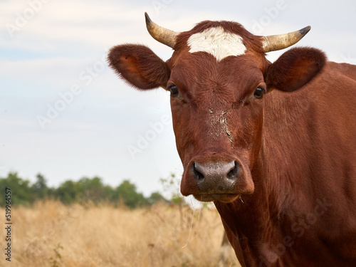 Funny cow looks at the camera.