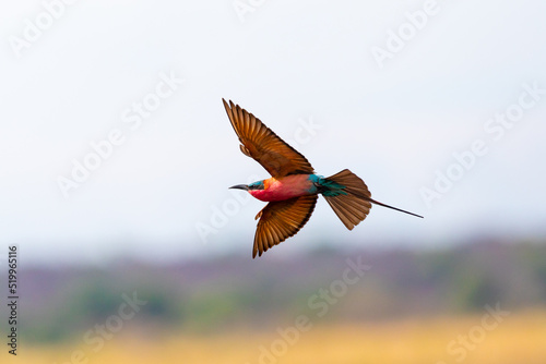 Southern carmine bee-eater in Namibia  photo