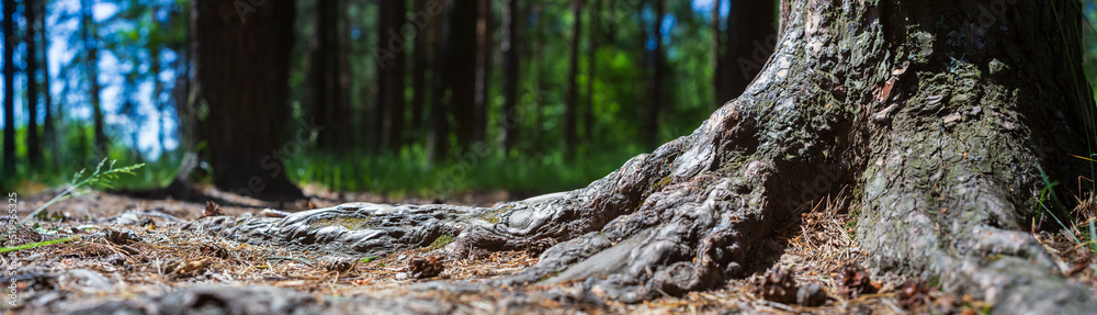 Close-up roots of pine in forest. Low point of view in nature landscape with strong blurry background. Ecology environment Close-up roots of pine in forest. Low point of view in nature landscape with strong blurry background. Ecology environment