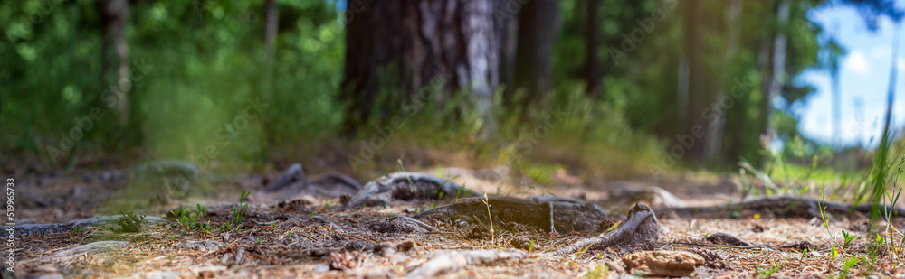 Fototapeta premium Forest path close-up with cones and roots. Low point of view in nature landscape with strong blurry background. Ecology environment